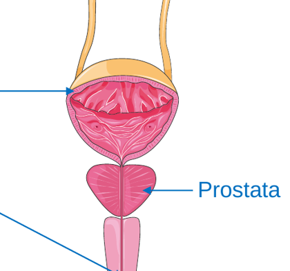 Lage der Prostata unterhalb der Blase